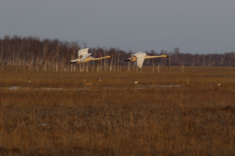 -Привет лебеди. -Здорово косули.photo preview