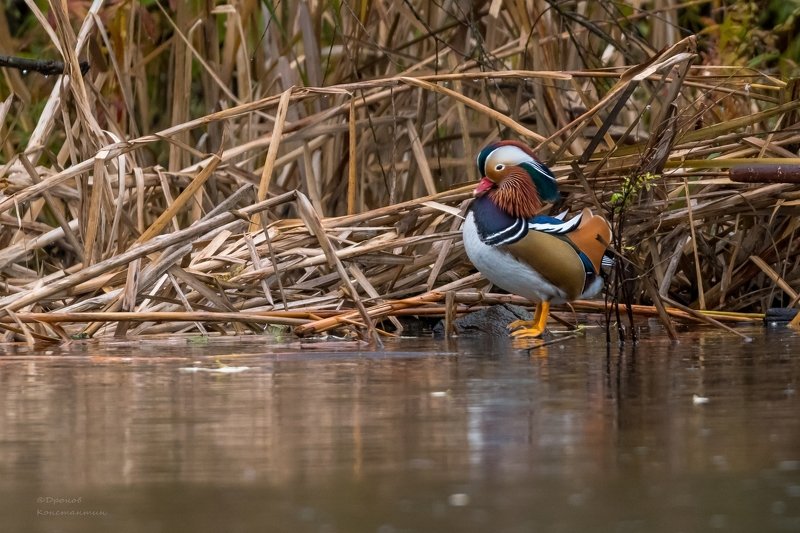 Птицы, ФотоОхота, Мандаринка, Утка, Лосиный остров Осенний мандаринphoto preview
