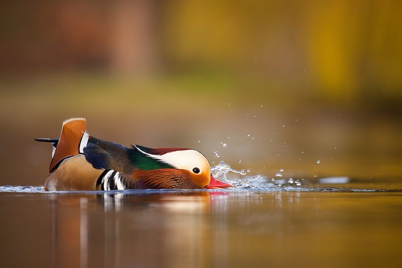 Mandarin duckphoto preview