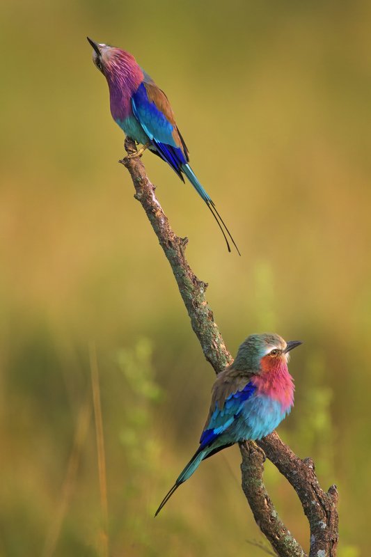 lilac breasted rollerphoto preview
