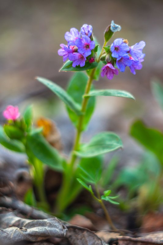первоцветы, медуница, лес, воронежский заповедник, весна photo preview