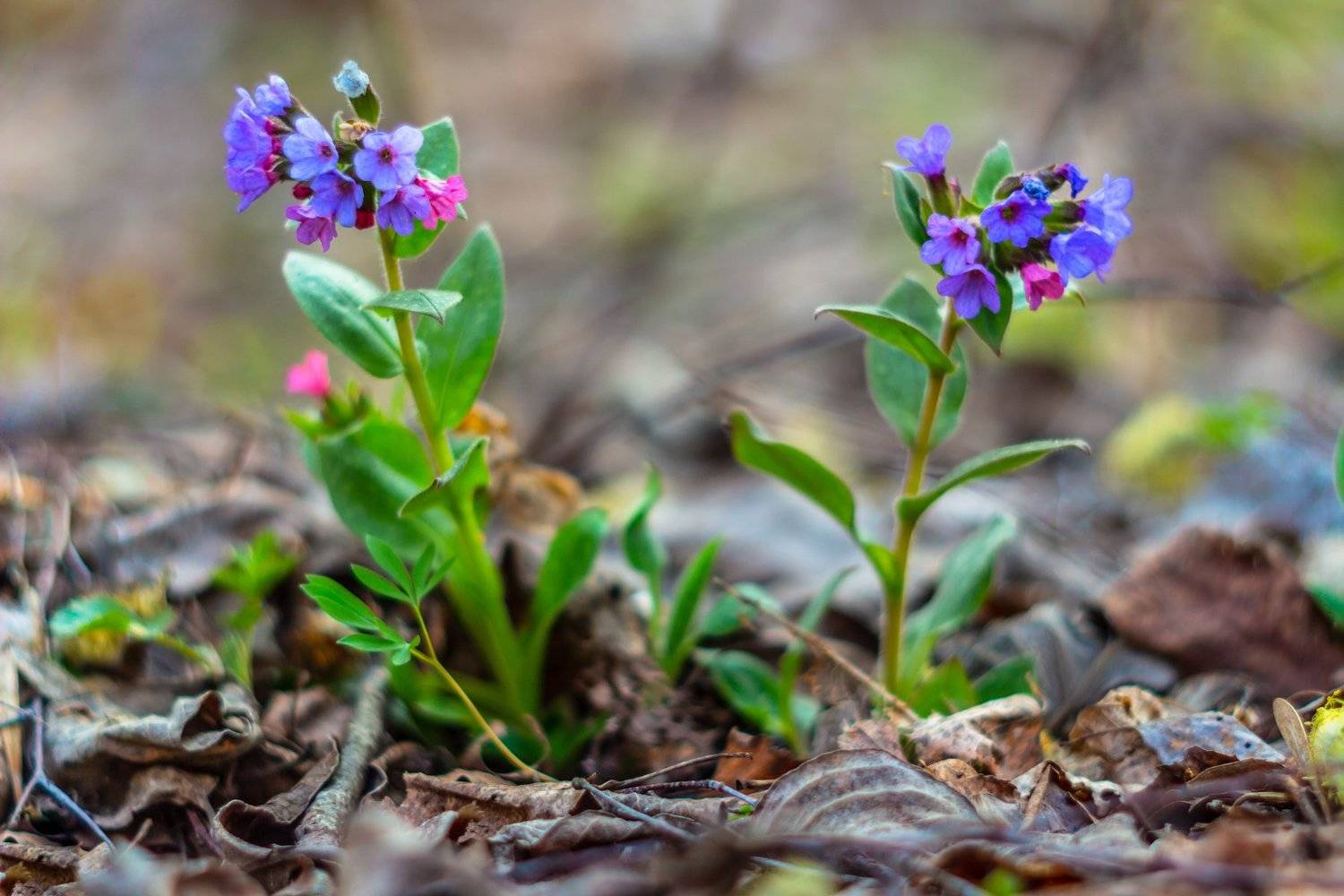 первоцветы, медуница, лес, воронежский заповедник, весна, Руслан Востриков