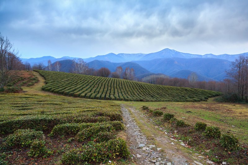 Сочи, Солохаул Чайные плантации Сочиphoto preview