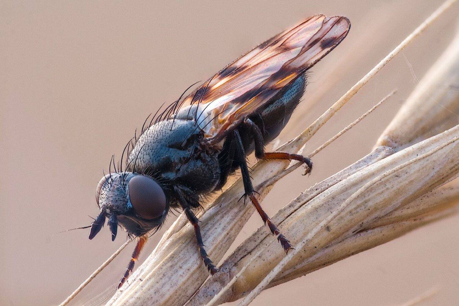 , Сергей Брагин