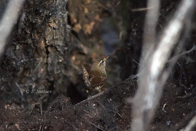 birds,eurasian wren,troglodytes troglodytes,крапивник,обыкновенный крапивник,птица,птицы,фотоохота Крапивника видишь ? А он есть !photo preview