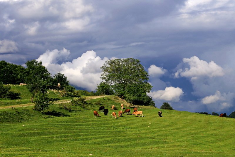 Кавказ. с. Лесное. Пастораль.photo preview