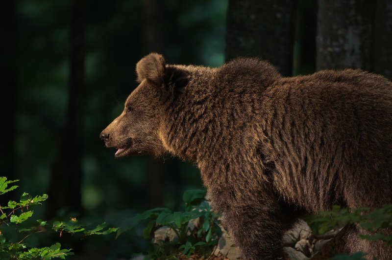 Slovenian brown bearphoto preview