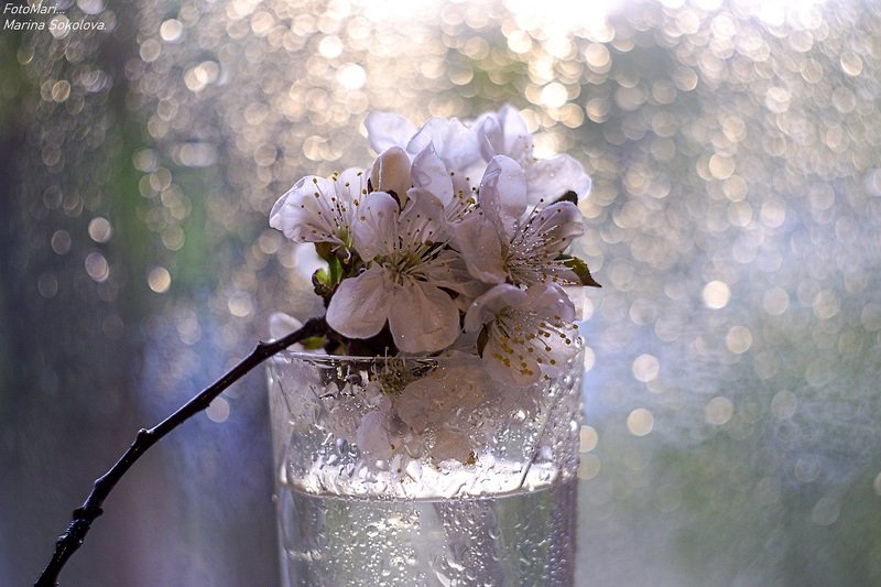 гелиос,боке,цветы,весна,фантазия,взгляд Этюд с гелиосом.photo preview