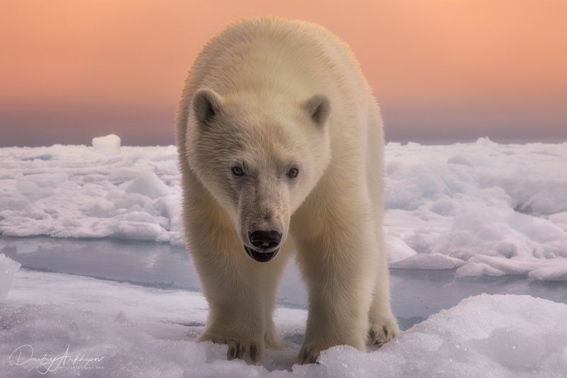 Лицом к лицу 2photo preview