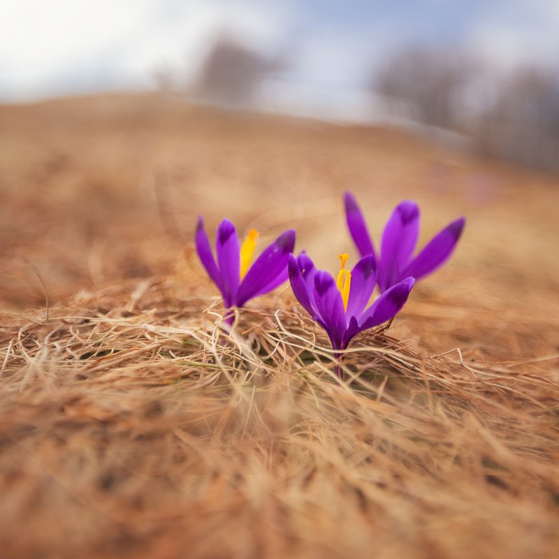 цветы, крокусы, шафран, весна, украина, воловец ,пейзаж, боржава Крокусыphoto preview