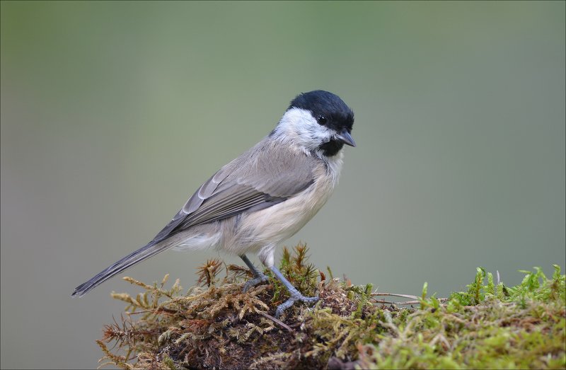 гаичка Гаичкаphoto preview