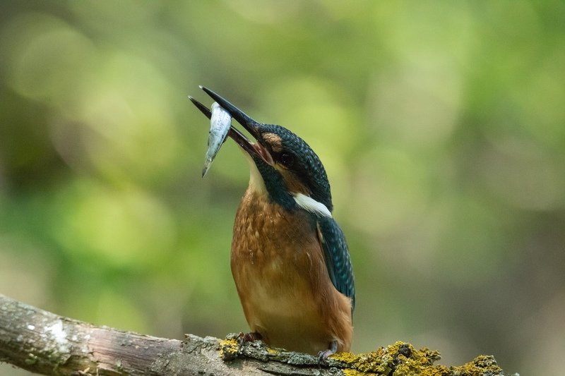 зимородок, птица, животные Смотри какую поймал!photo preview