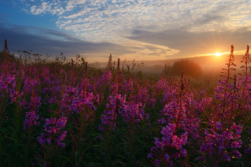 солнце, облака, деревья, иванчай, рассвет, солнце, небо, лучисолнца, июль, лето Повсюду блеск, повсюду яркий свет.photo preview
