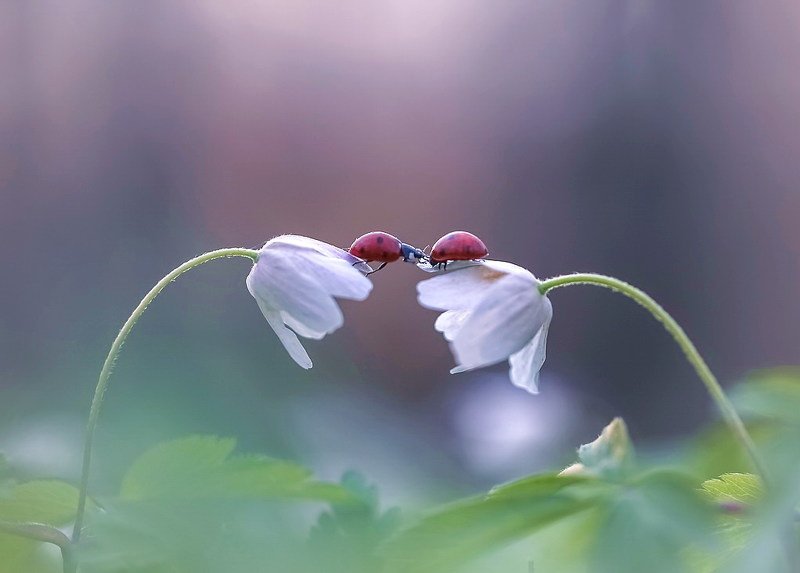 О весне с нежностьюphoto preview