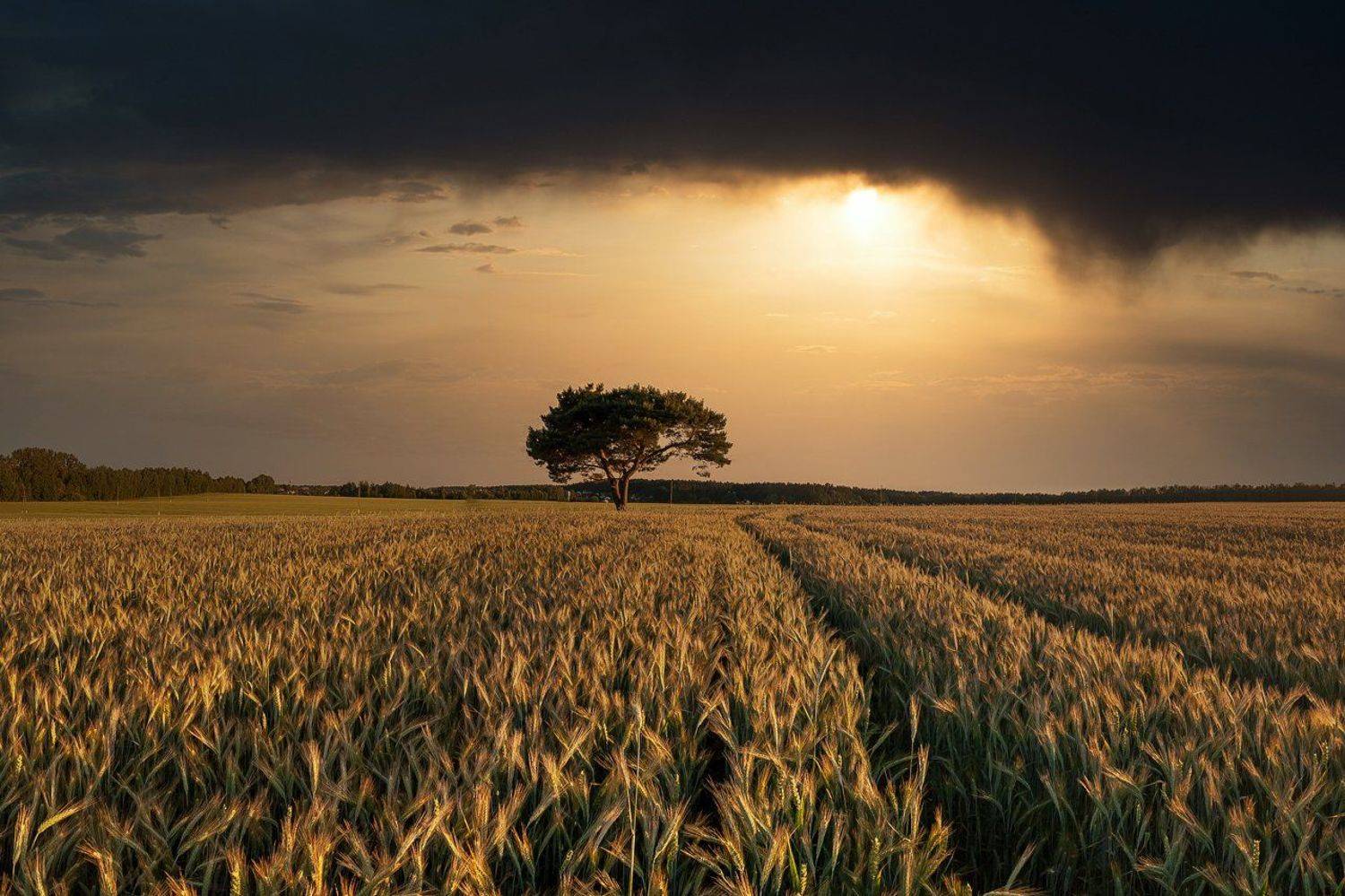 закат вечер дерево поле лето колоски беларусь, Дима Карабинов