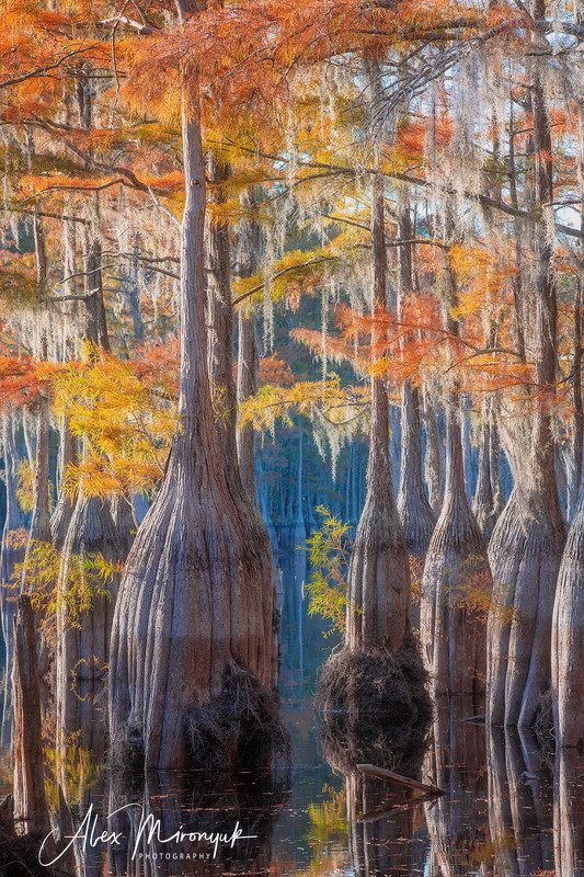 кипарис, болото, озеро, отражение, вода, туман, утро, осень, фото-тур, США Осень на кипарисовом болотеphoto preview