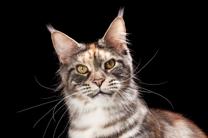 кот, кошка, животные, студия, черный, дикий, портрет, studio, wild, cat, aninal Мэйн кунphoto preview