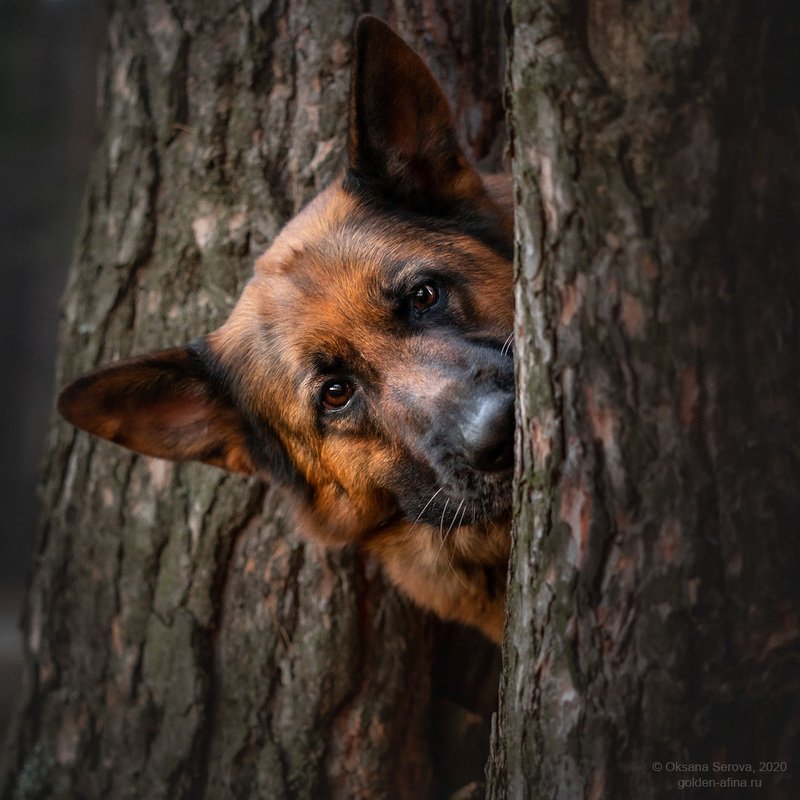 Ку-ку!photo preview