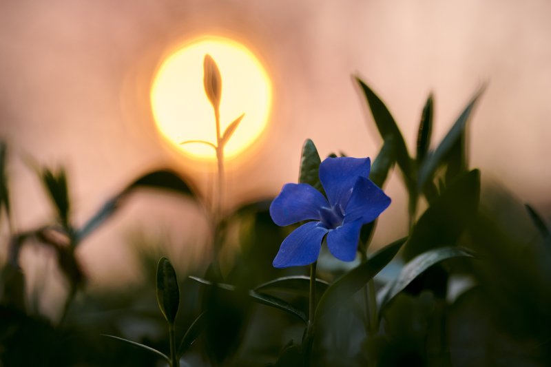 Весенние этюды...photo preview