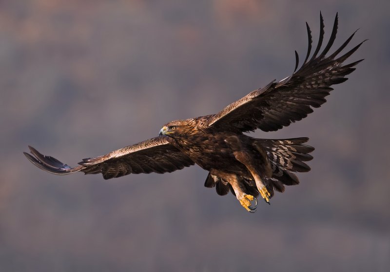 golden eagle, aquila chrysaetos, беркут Golden eaglephoto preview