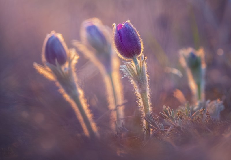 сон-трава, анемоны ,цветы, поляна, закат солнца , прострел раскрытый,ветреница раскрытая ,многолетнее растение ,травянистое растение Сон - траваphoto preview