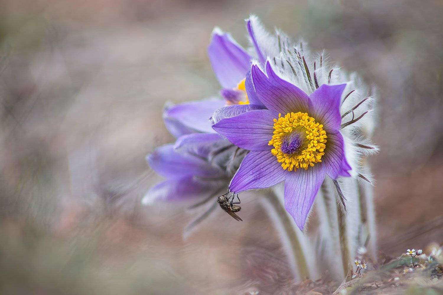 , Svetoslav Georgiev