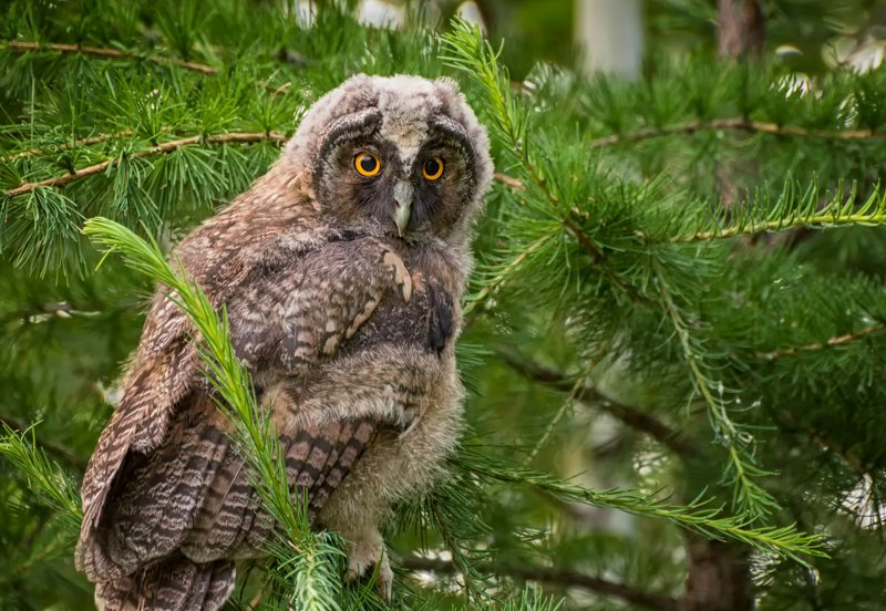 сова.. фото превью