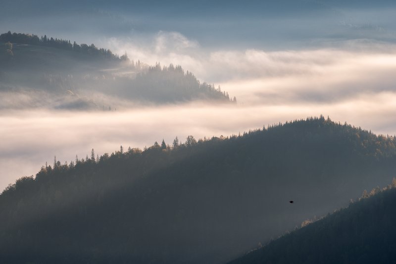 The Early Birdphoto preview