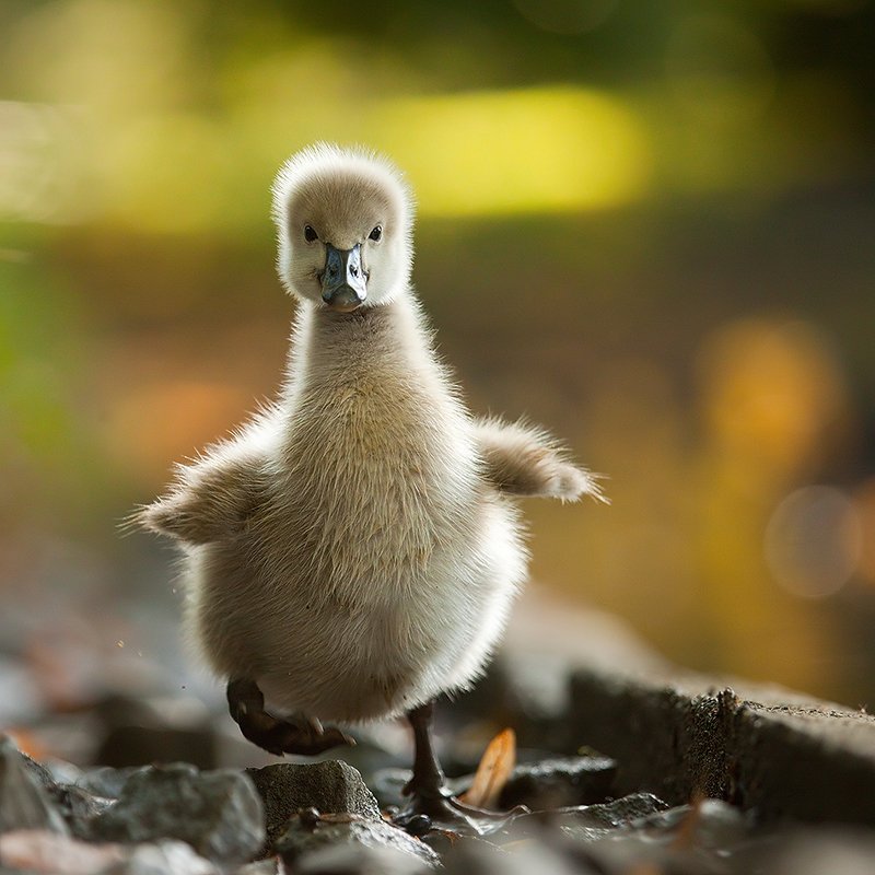 Black swanphoto preview