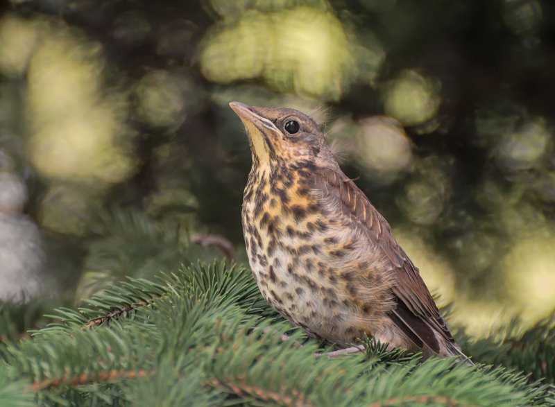 птица, птенец, дрозд рябинник, птенец рябинника.. фото превью