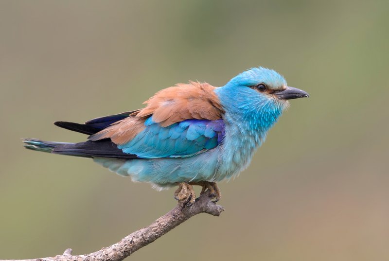 european roller, coracias garrulus Сизоворонкаphoto preview