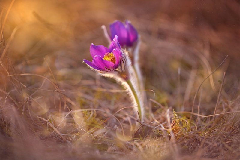 сон-трава, анемоны ,цветы, поляна, закат солнца , прострел раскрытый,ветреница раскрытая ,многолетнее растение ,травянистое растение Сон - траваphoto preview