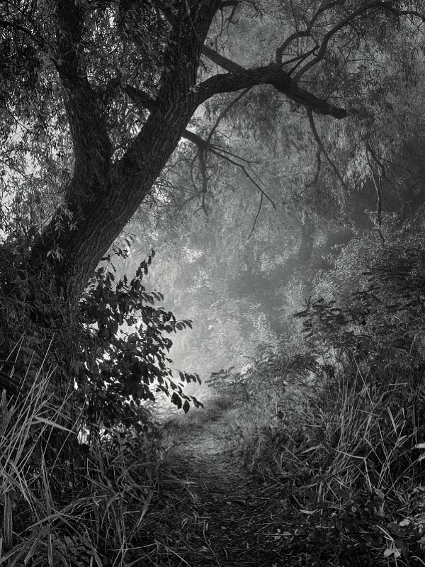 Над озером, средь ив ...photo preview