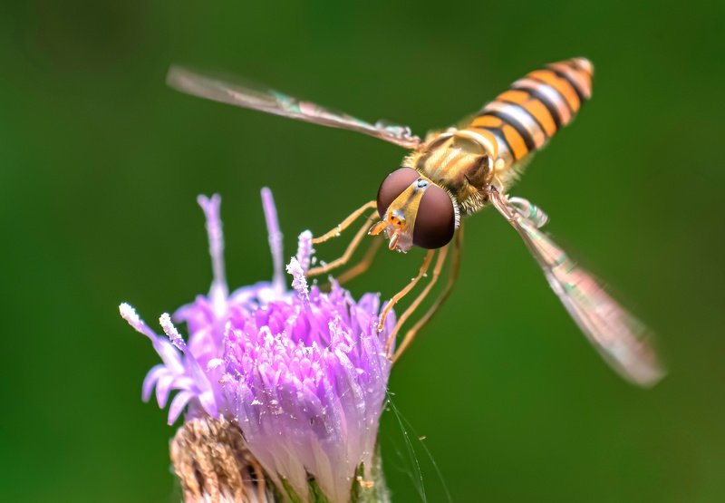 macro wildlife closeup insects spiders Tiny hoverfly on flower photo preview