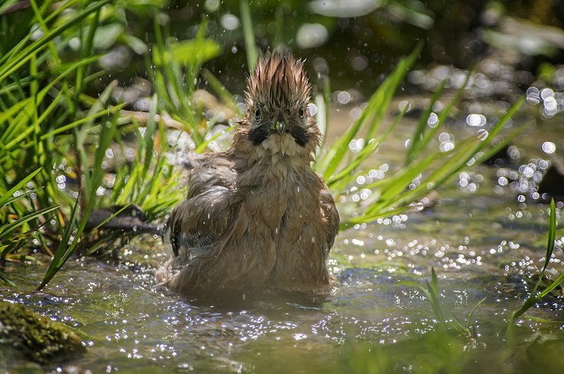 Сойка в ваннойphoto preview