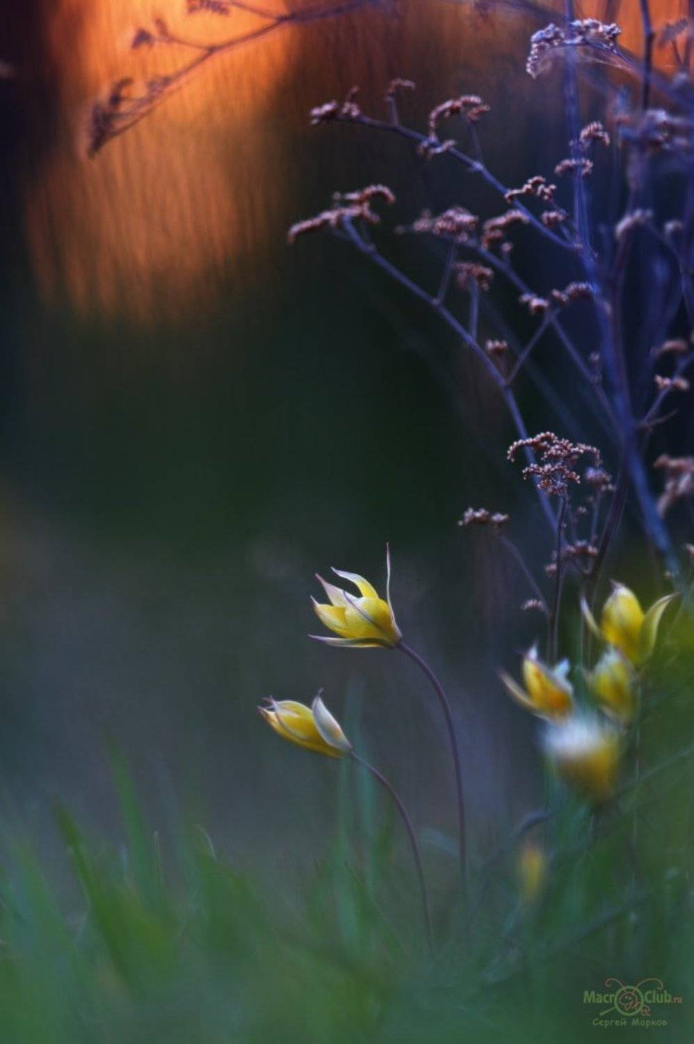 тюльпан,дубравный,биберштейна,tulipa,biebersteiniana,закат,quercetorum,самарский, лес, Sergii Markov