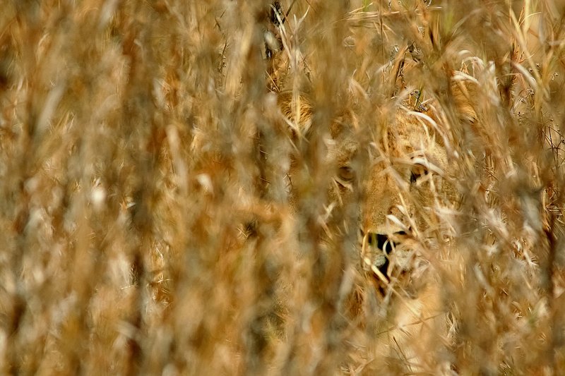 invisible threatphoto preview