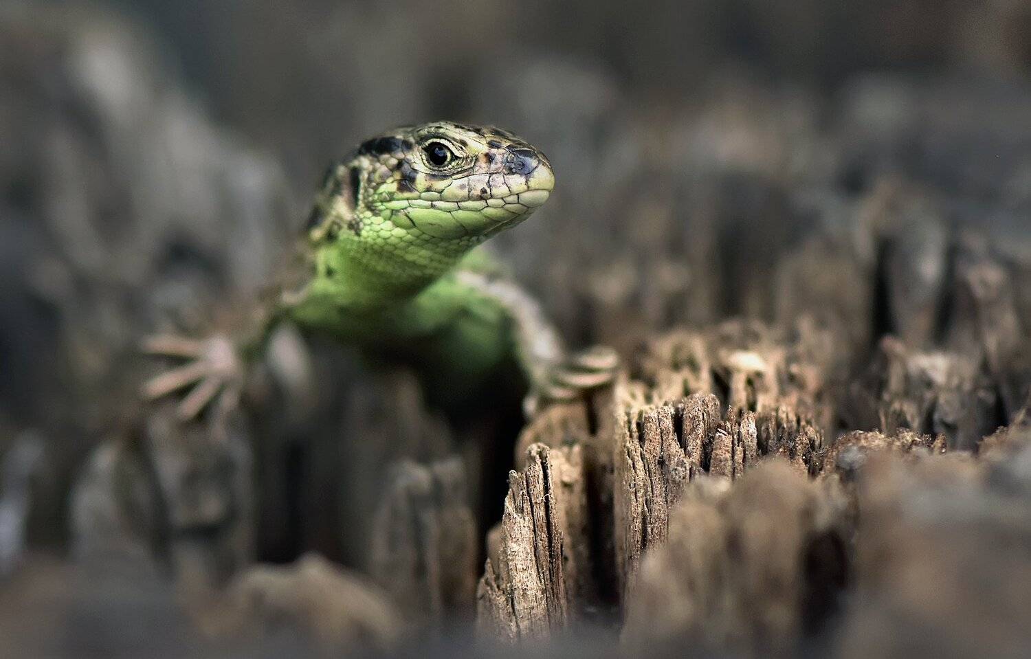 , Макеев Алексей