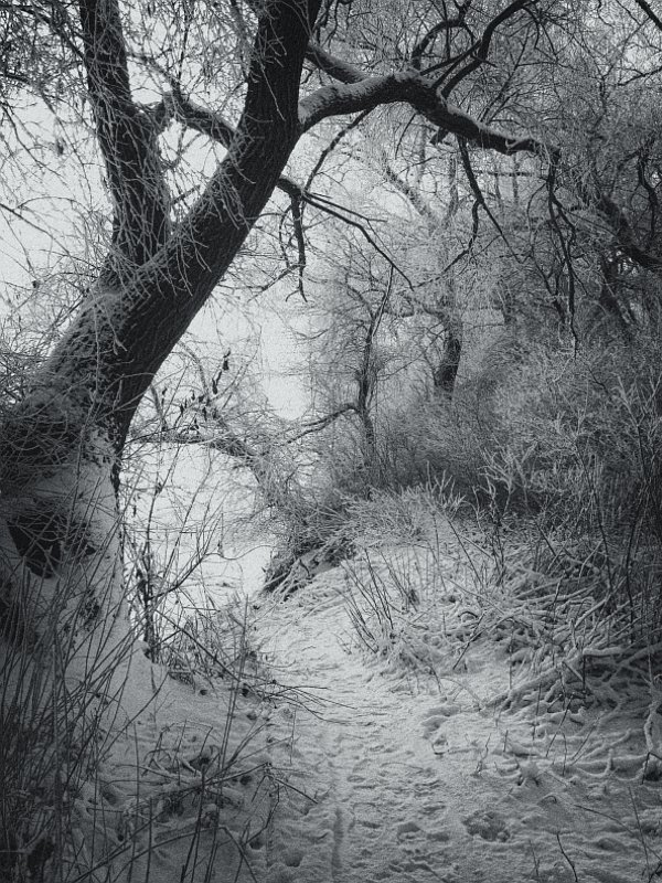 Январское утроphoto preview