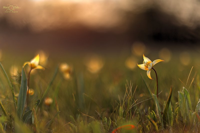 тюльпан,дубравный,биберштейна,tulipa,biebersteiniana,quercetorum,самарский, лес Тёплый вечерphoto preview