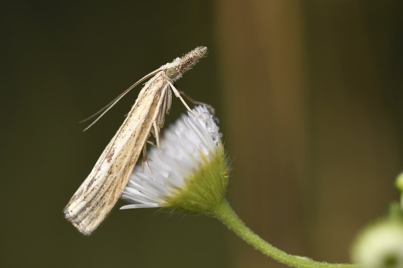 бабочка  butterfly бабочкаphoto preview