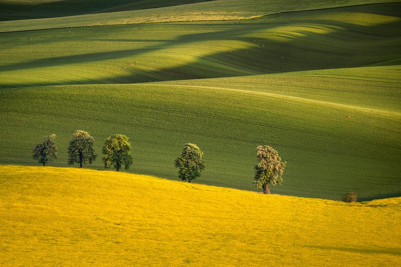 moravia, czech republic, chestnut avenue, spring A tale for the ladder and the chestnutphoto preview