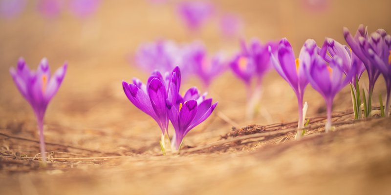 цветы, крокусы, шафран, весна, украина, воловец ,пейзаж, боржава Весенние цветыphoto preview