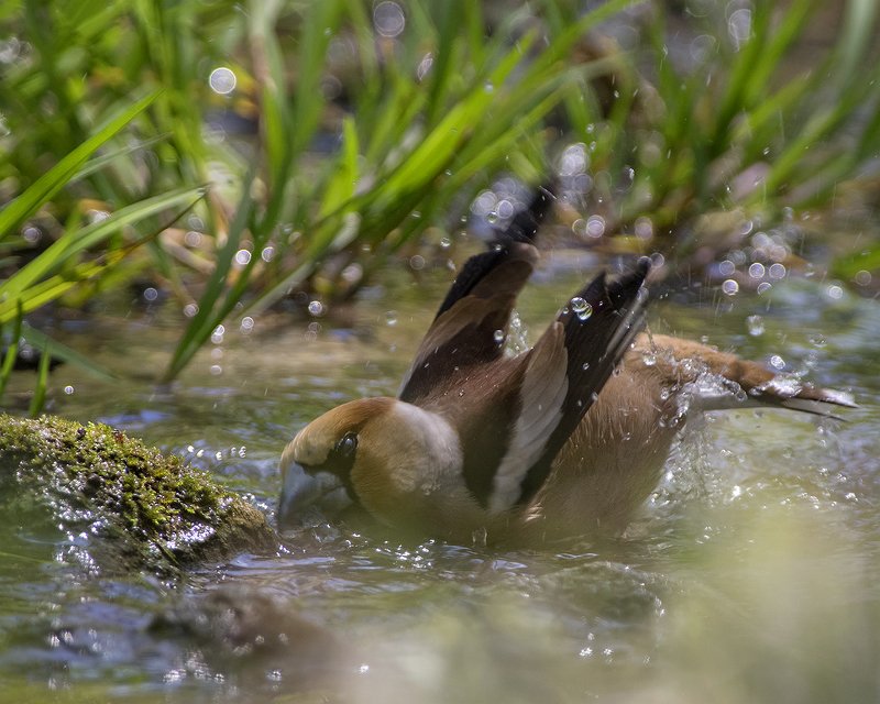 Дубонос в ваннойphoto preview
