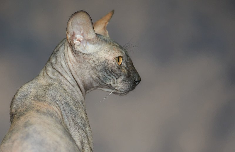 Сфинксphoto preview