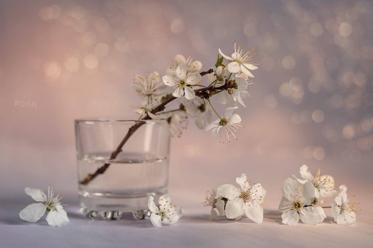 Еще из мартовского.... Автор: Владимир Тузлай первоцвет, гелиос, Владимир Тузлай