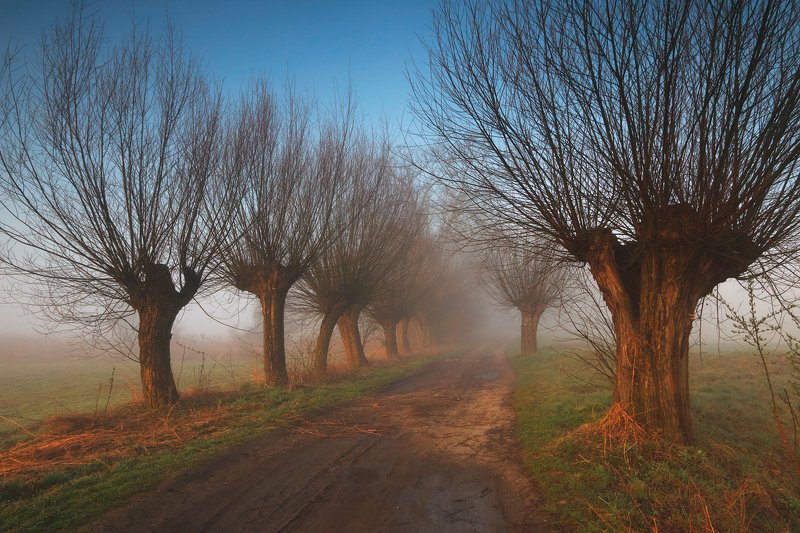 morning, sunrise, willow, road, tree, mist, fog, village, spring, Early springphoto preview