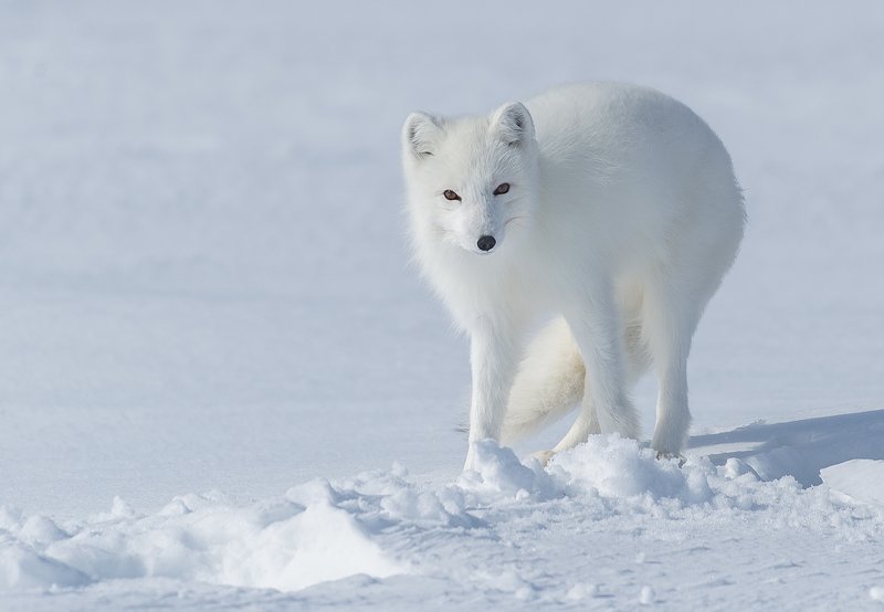 ...белее снегаphoto preview