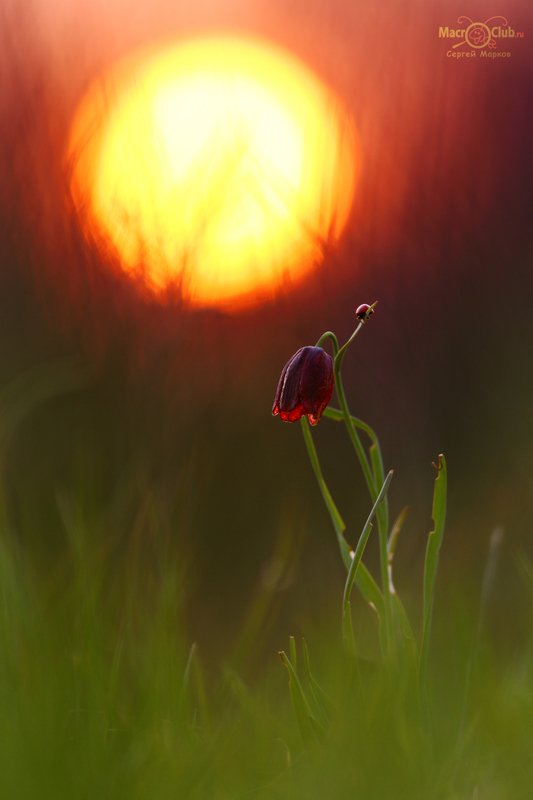 рябчик, малый, шахматовидный, fritillaria, meleagroides, самарский, лес, солнце, закат, божья коровка, семиточечная, Hot sunsetphoto preview