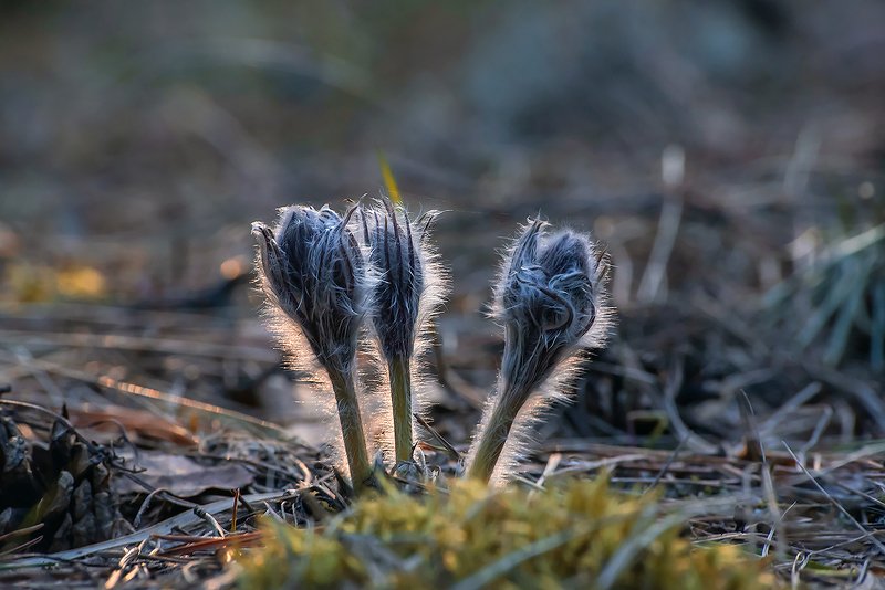 сон-трава, прострел открытый, фотопроект Сон-трава: истории из жизни…photo preview